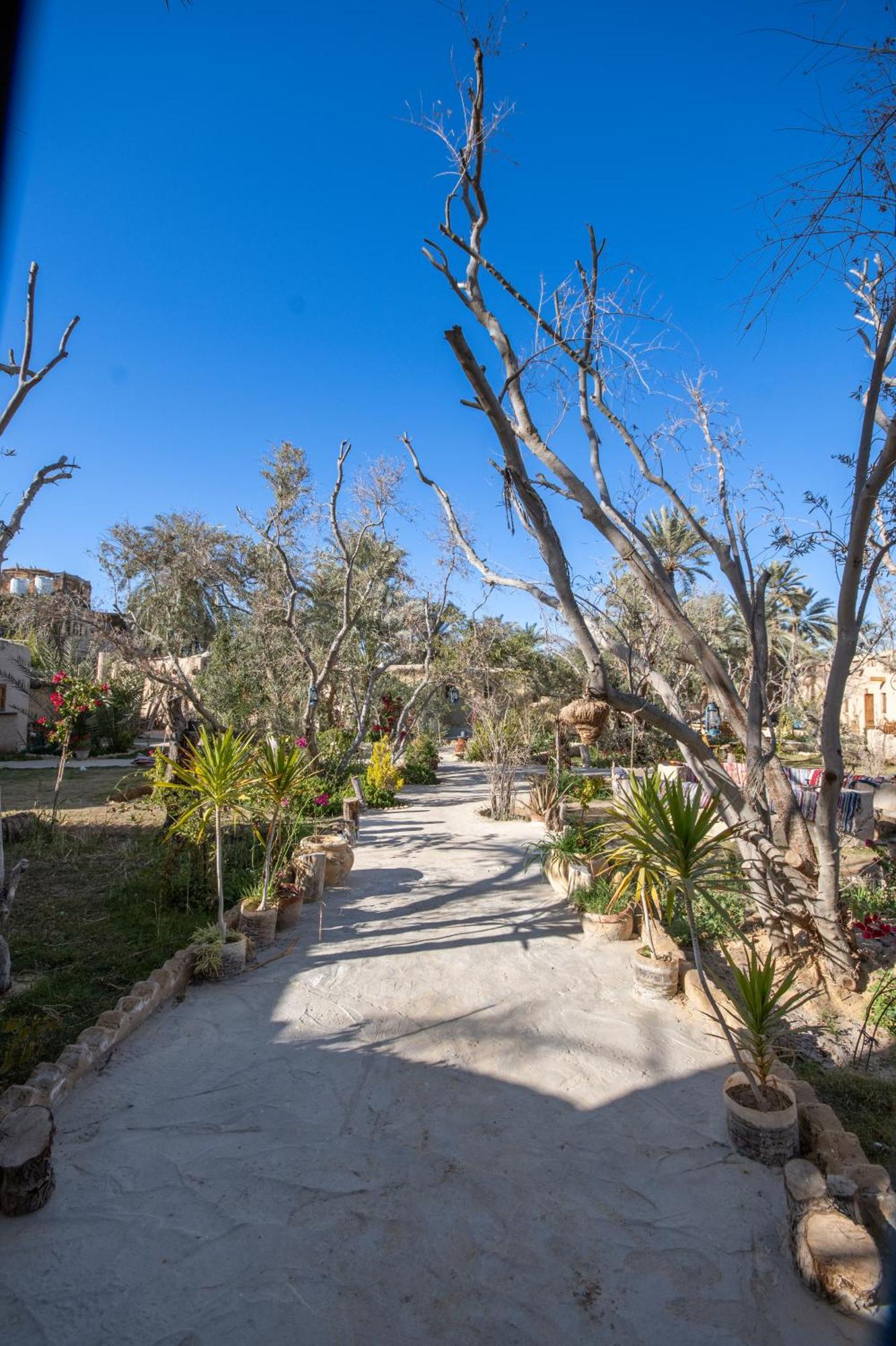 Olive Garden House Siwa Hostel Siwa Oasis Bagian luar foto