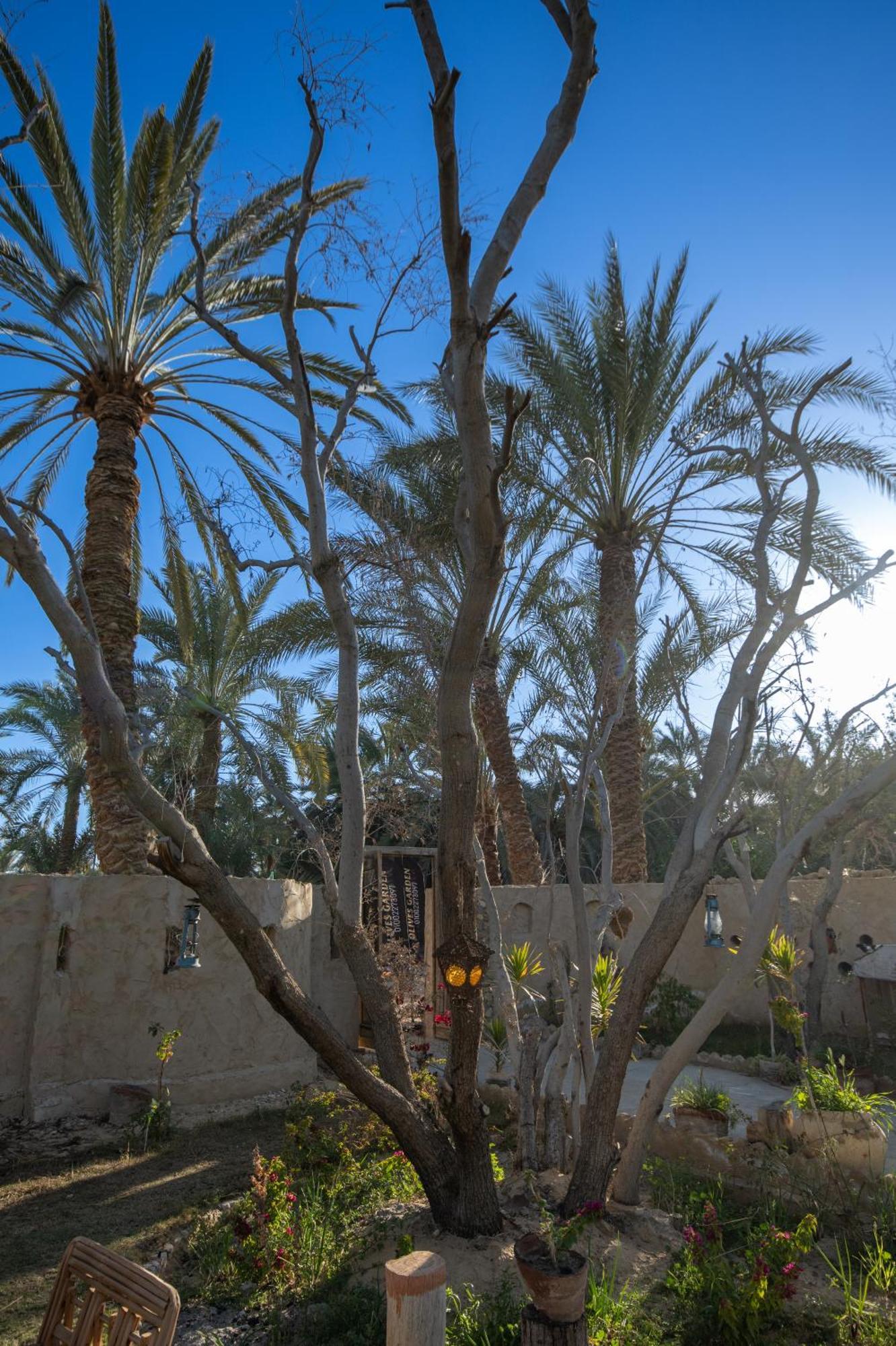 Olive Garden House Siwa Hostel Siwa Oasis Bagian luar foto