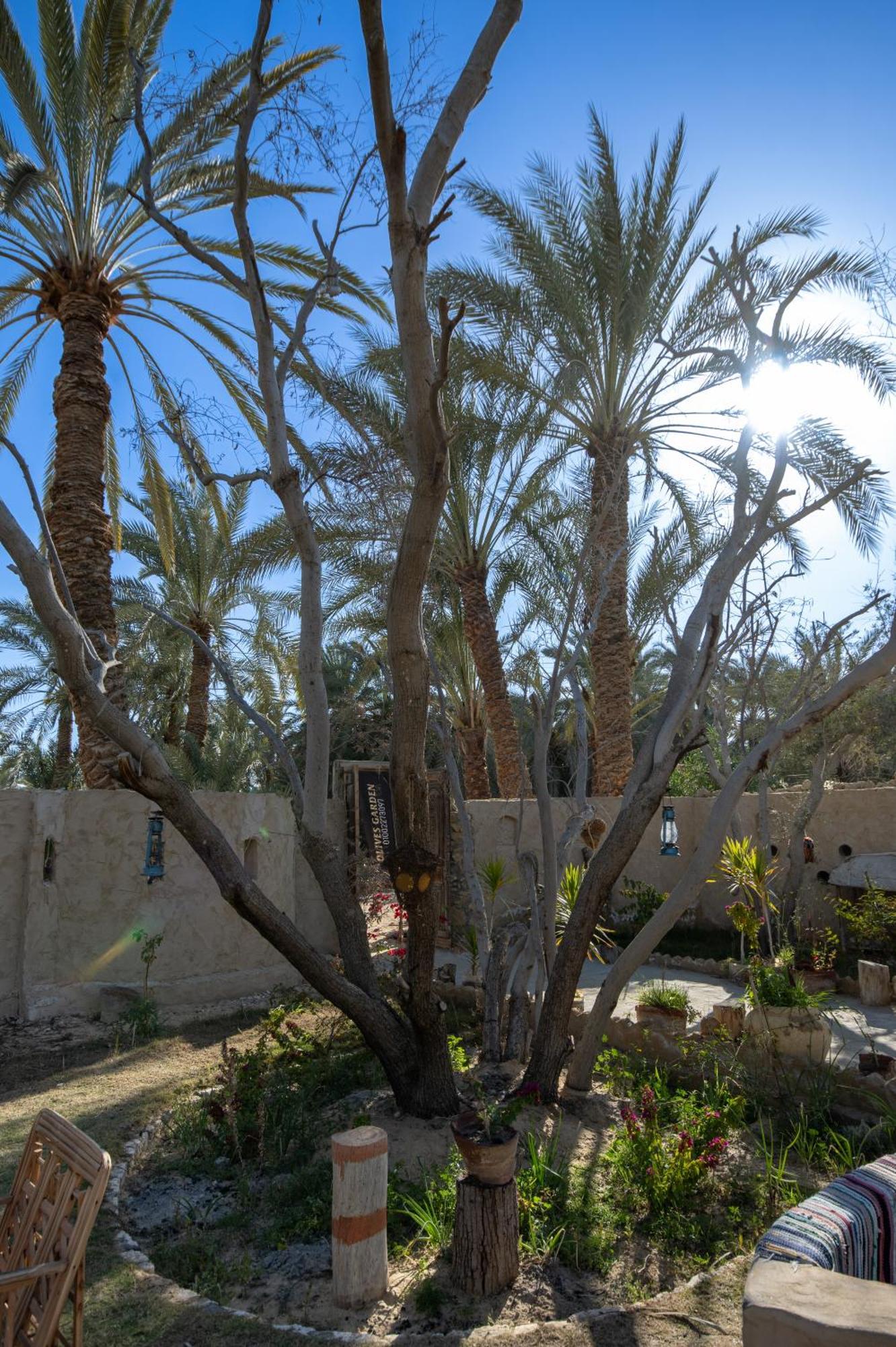 Olive Garden House Siwa Hostel Siwa Oasis Bagian luar foto